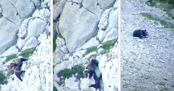 Watch: Brown Bear Attacks Sow in Brutal Fight Over Cub, Dies After Both Fall Down Mountain