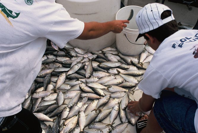 50,000 Menhaden and Other Fish Species Killed Near Baltimore After Sewage Leak