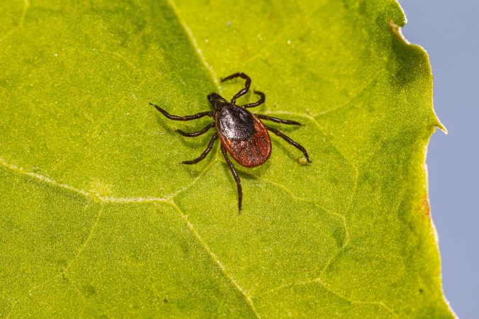 Connecticut Reports Its First Tick-Related Death of the Year