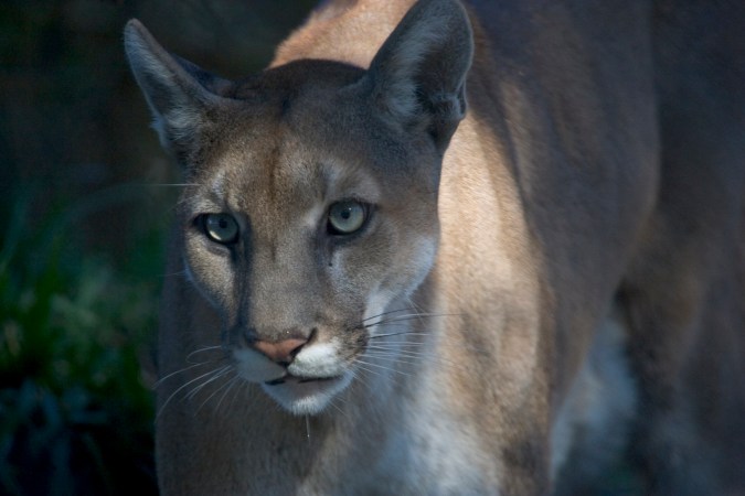 Study Finds Panthers Are Now Top Predator of Whitetail Deer in Southwest Florida