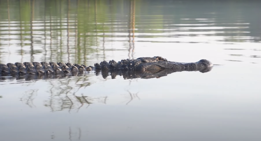 The Monster of Lake Conway: Large Alligator Captured on Video in Central Arkansas