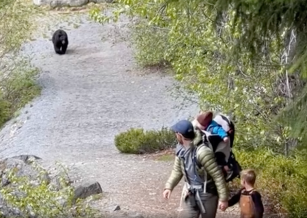 "Do Not Run!" Family Stalked by a Black Bear on Hiking Trail