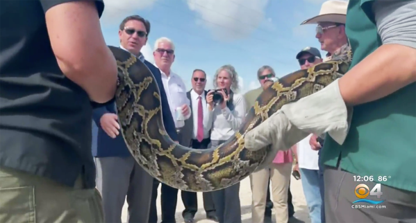 In the Most Florida Press Conference Ever, Governor DeSantis Promotes This Year’s Python Challenge