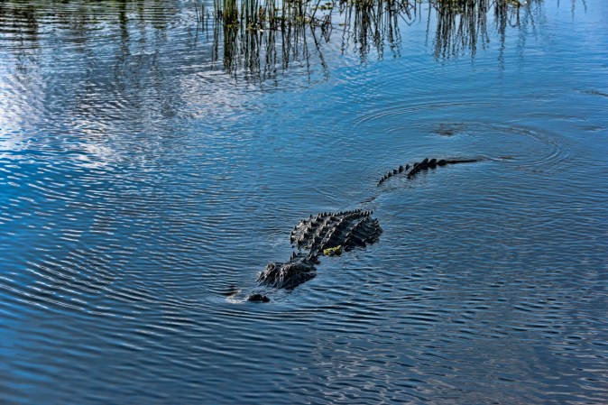9-Foot-Long Alligator Nabs Labrador Retriever in Florida Park