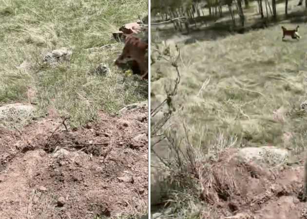 Watch: Colorado Wildlife Officers Haze Problem Mountain Lion by Shooting It with a Bean Bag Round