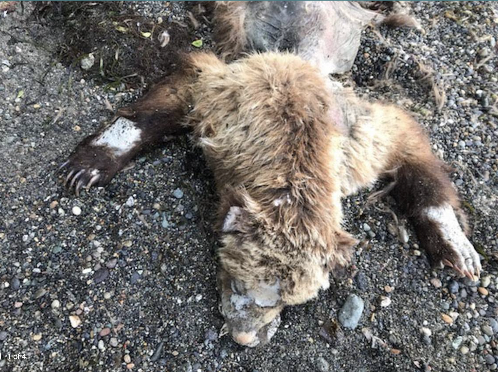 Grizzly carcass on beach in Washington.