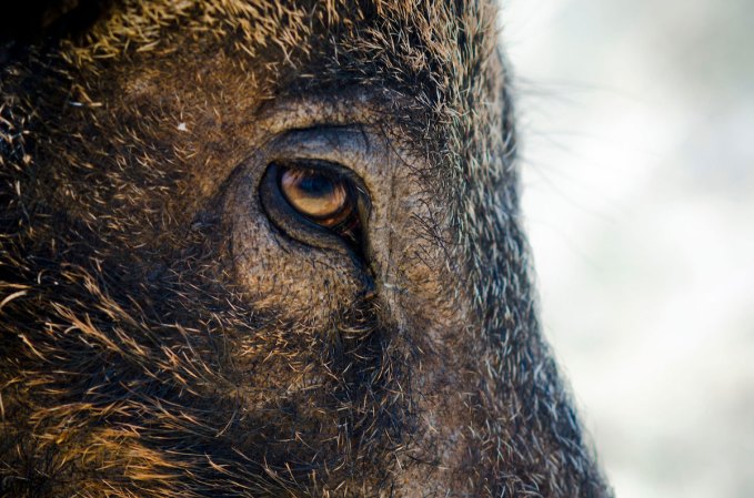 Could Wolves Save Rome From Its Feral Pig Problem?