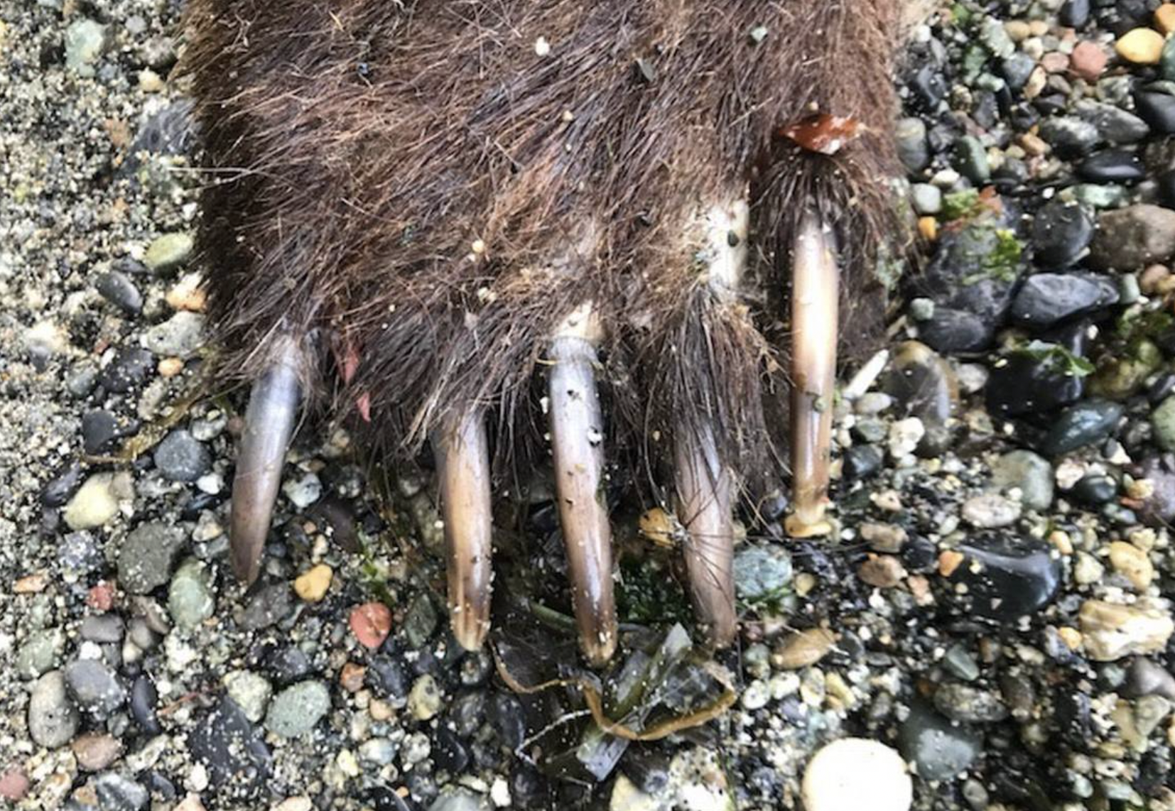 Grizzly claw from decaying bear in Washington.
