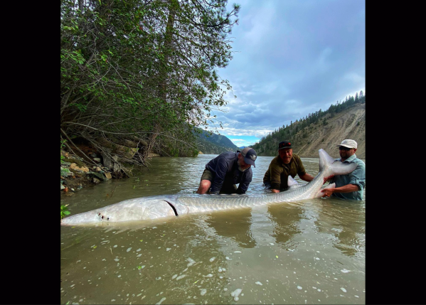 Two Albertan Anglers Catch a 700-Pound Sturgeon on Their First Trip Out