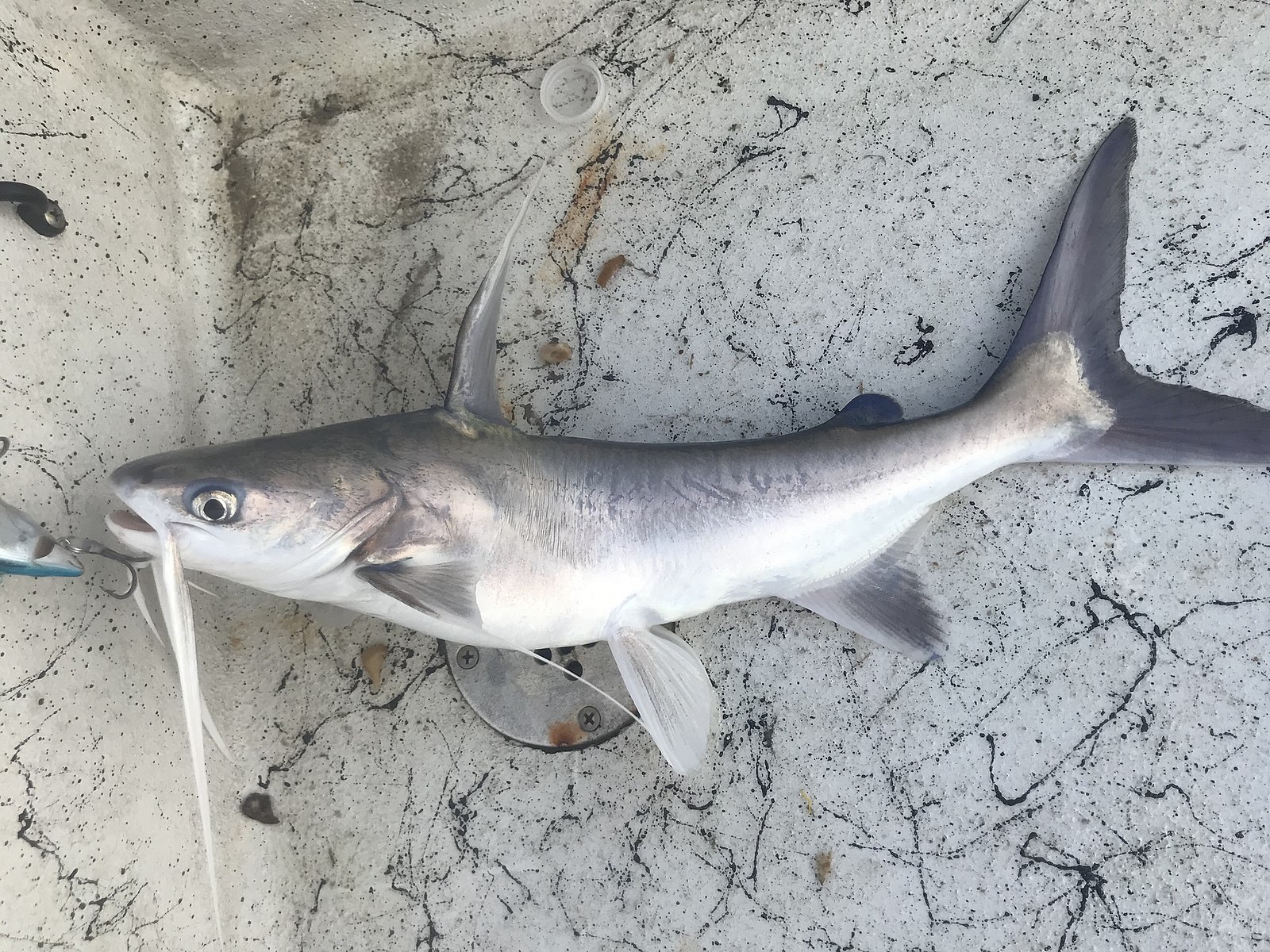 Florida Boy Airlifted to Hospital After Catfish Sting to the Chest