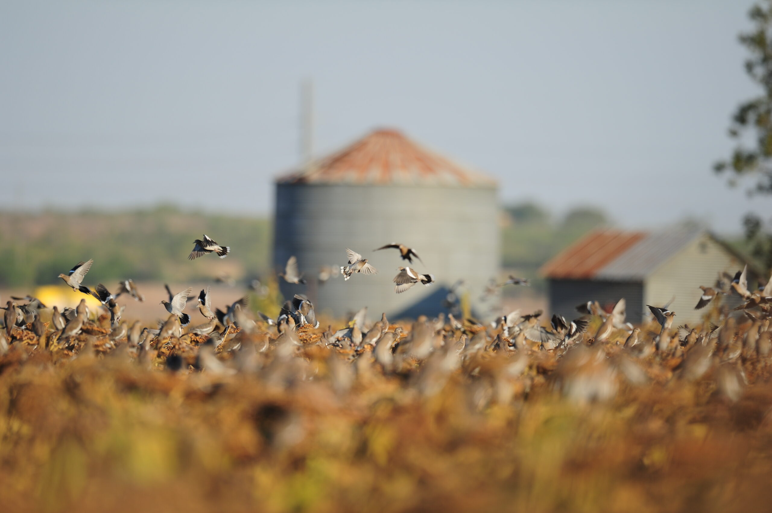 Finding doves is critical to a good hunt.