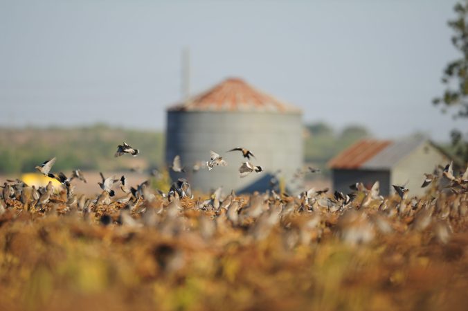 Finding doves is critical to a good hunt.