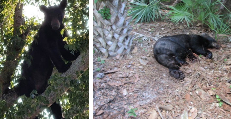 Florida Wildlife Officers Clash with Sheriff's Deputies for Shooting Black Bear That "Was Never a Safety Hazard"