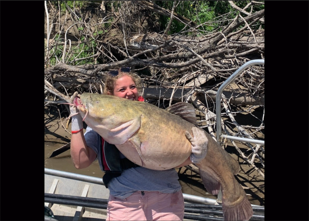 Iowa Fisheries Biologists Catch and Release a Massive Flathead Catfish Weighing More than 70 Pounds
