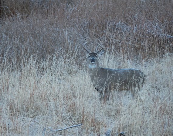 Michigan Man Says He Shot and Abandoned Numerous Deer to ‘Relieve His Frustration’