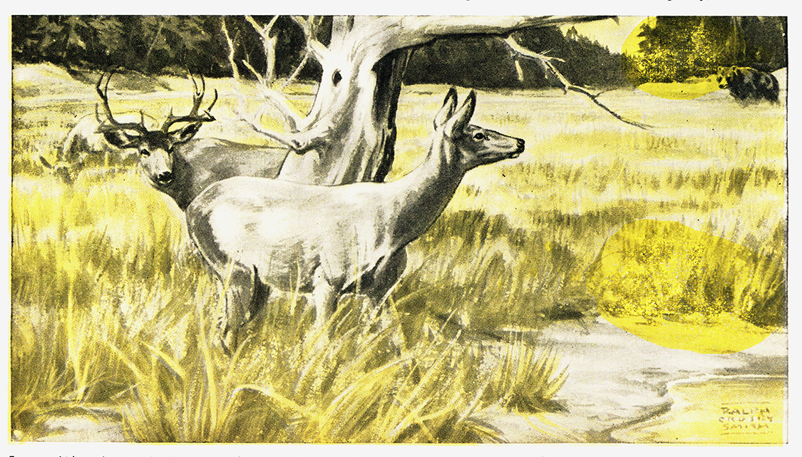 doe and buck around a tree