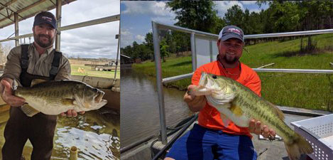 Are Hybrid Tiger Bass the Key to Growing Trophy Largemouth in the Mid-South?