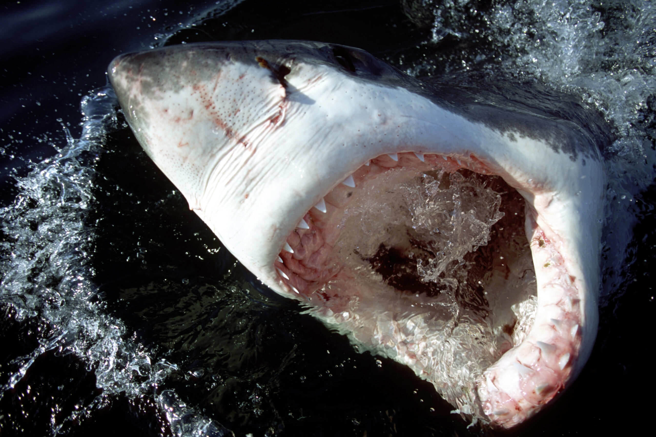 A great white shark mouth.