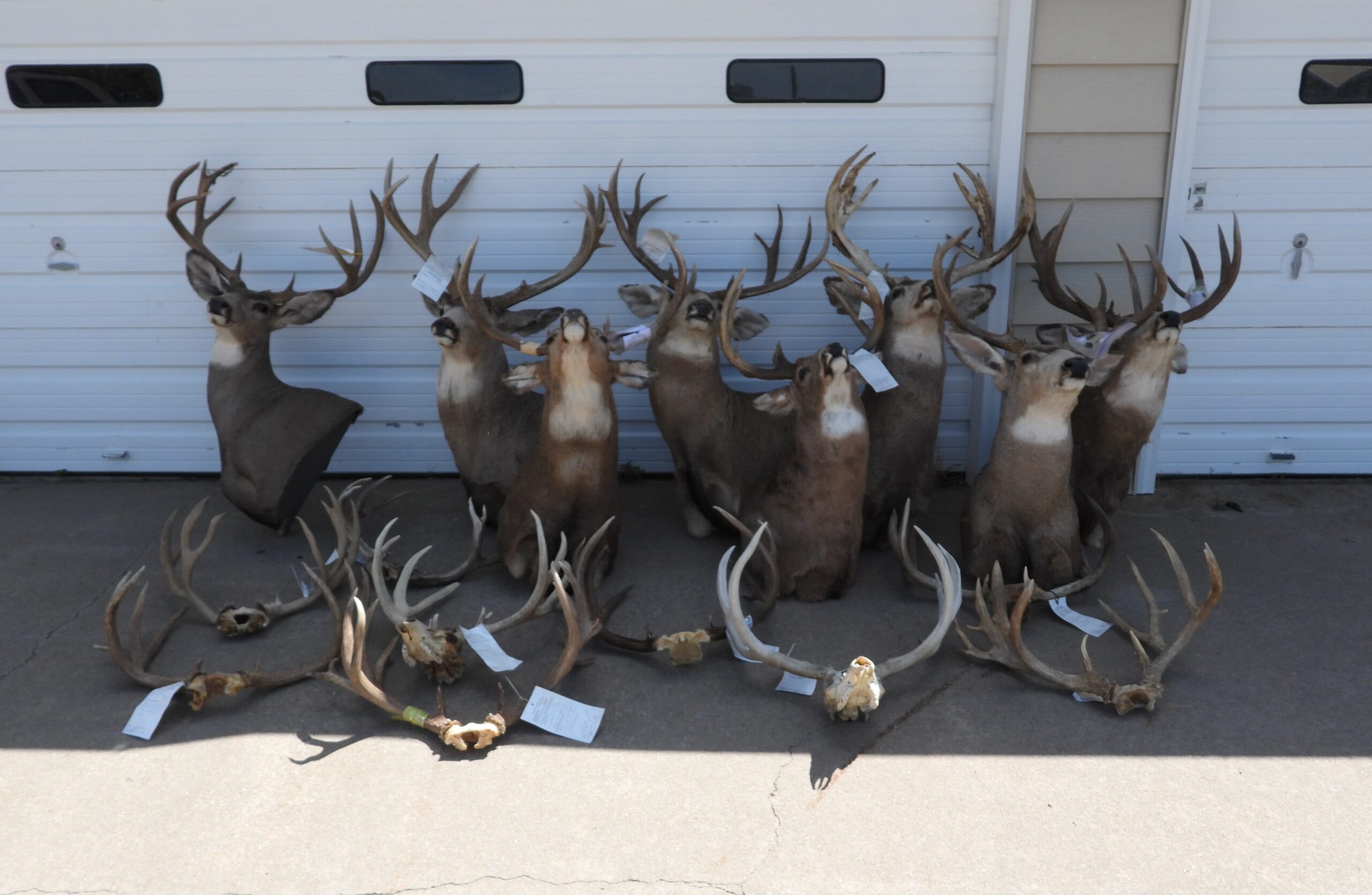 A collection of poached Kansas deer recovered in a poaching investigation.