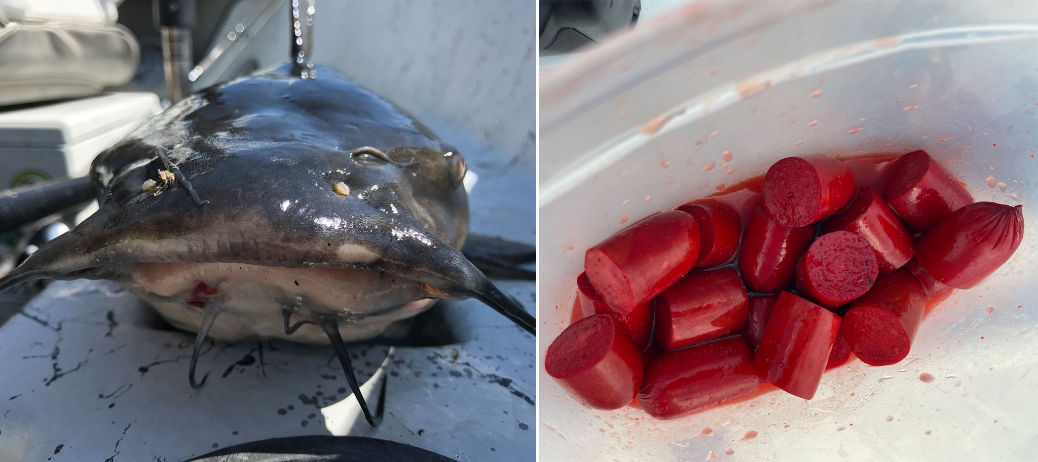 Hotdogs are the Best Bait for Summer Channel Catfish Outdoor Life