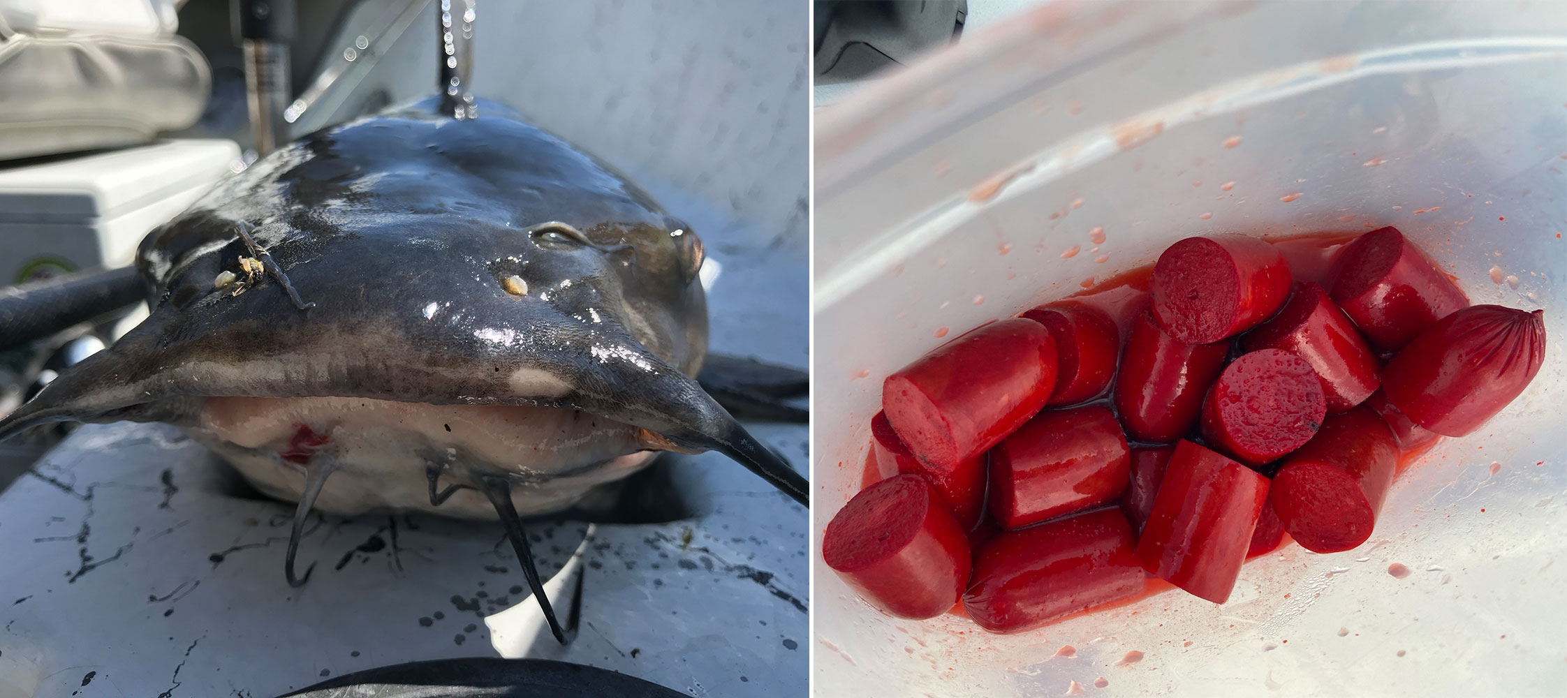 Hotdogs are the Best Bait for Summer Channel Catfish | Outdoor Life