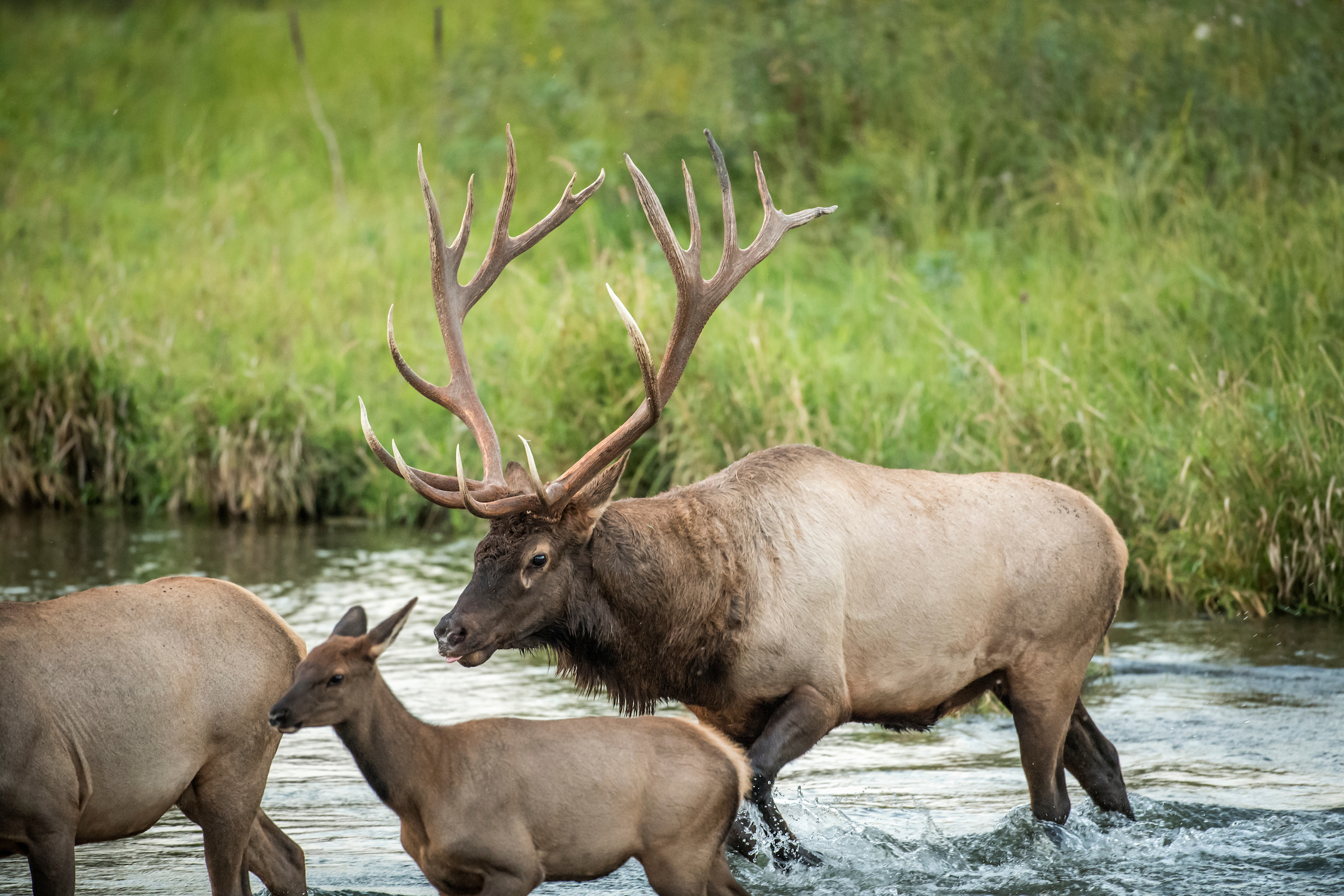 A bull elk with cows crosses a stream.