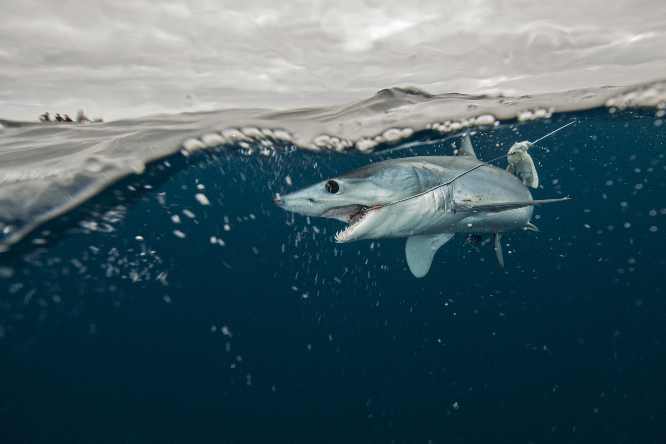 Federal Ban Ends Mako Shark Fishing Fever in the Northeast