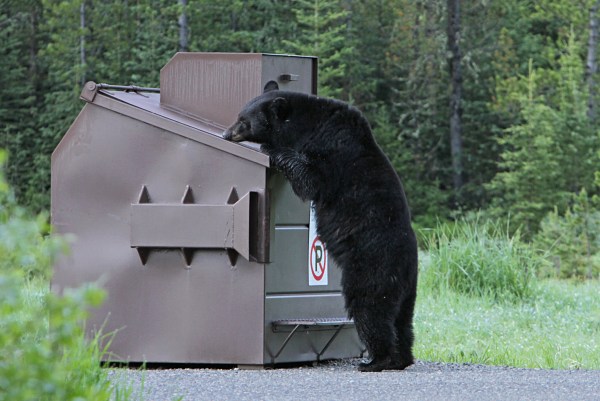 https://www.outdoorlife.com/wp-content/uploads/2022/07/07/black_bear_dumpster_NPS.jpg?w=600&quality=100