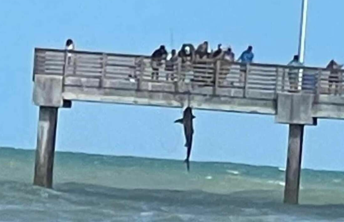 Shark from a pier