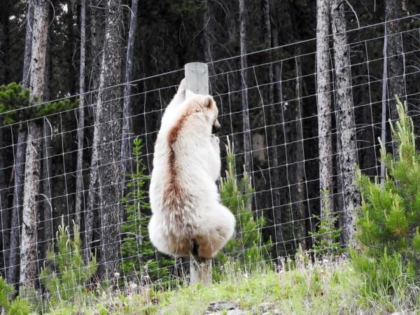 A Lesson From Banff’s White Grizzly: You Can’t Control Wild Bears