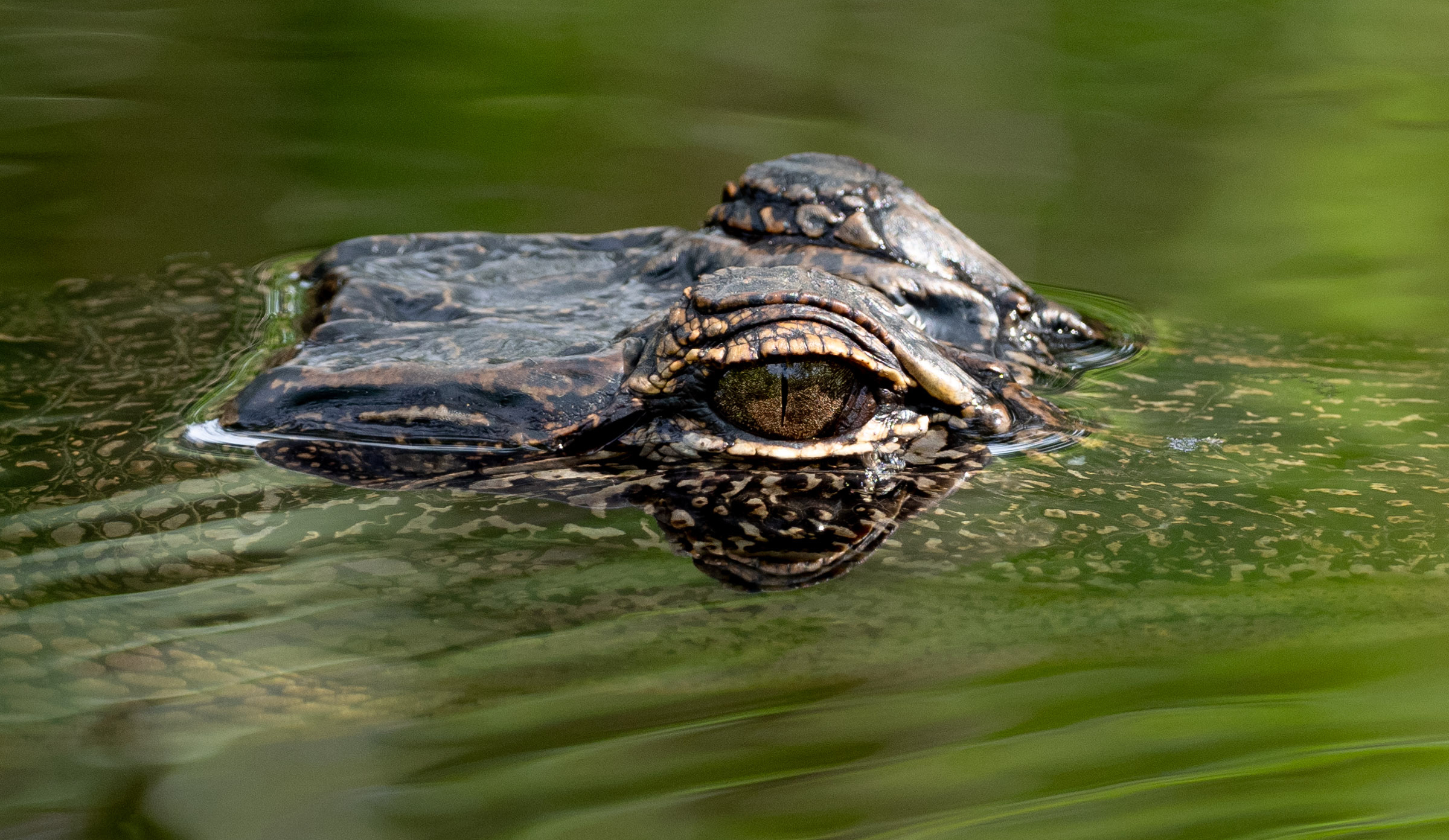 Alligator in Michigan.