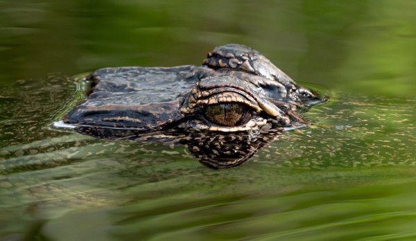 Alligator Sightings Close Michigan Nature Center