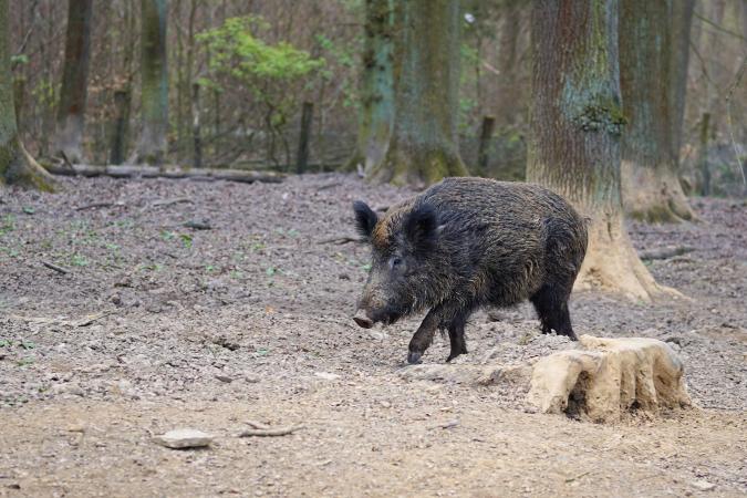 Scottish Farmers Say Giant Wild Boars Are Eating Their Sheep