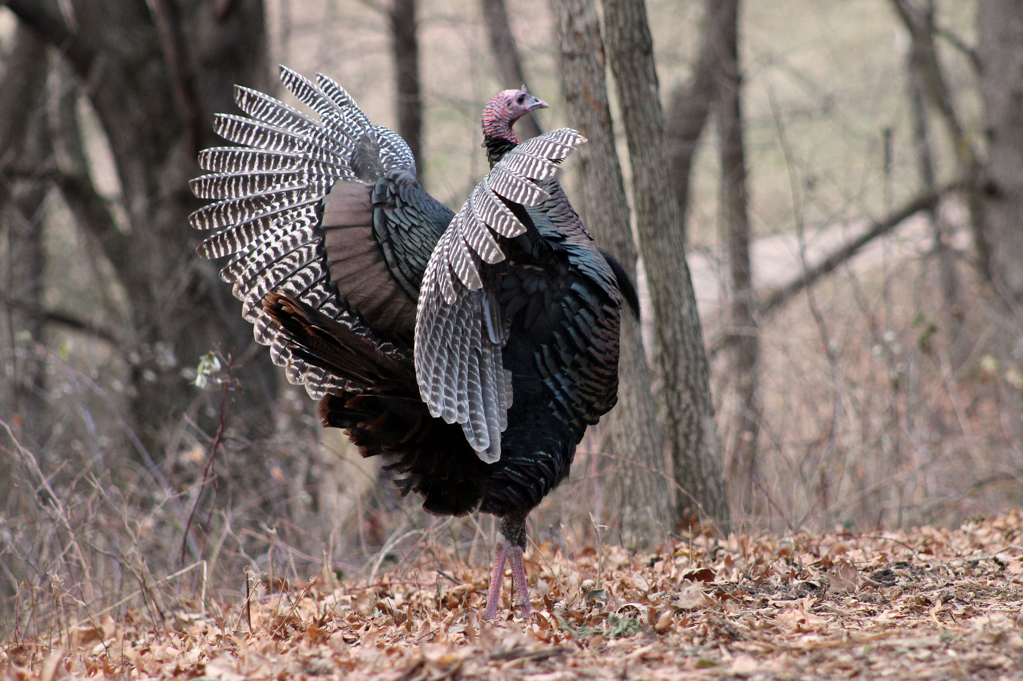 Pennsylvania Bans Turkey Hunting With Muzzleloaders, Slug Guns, and
