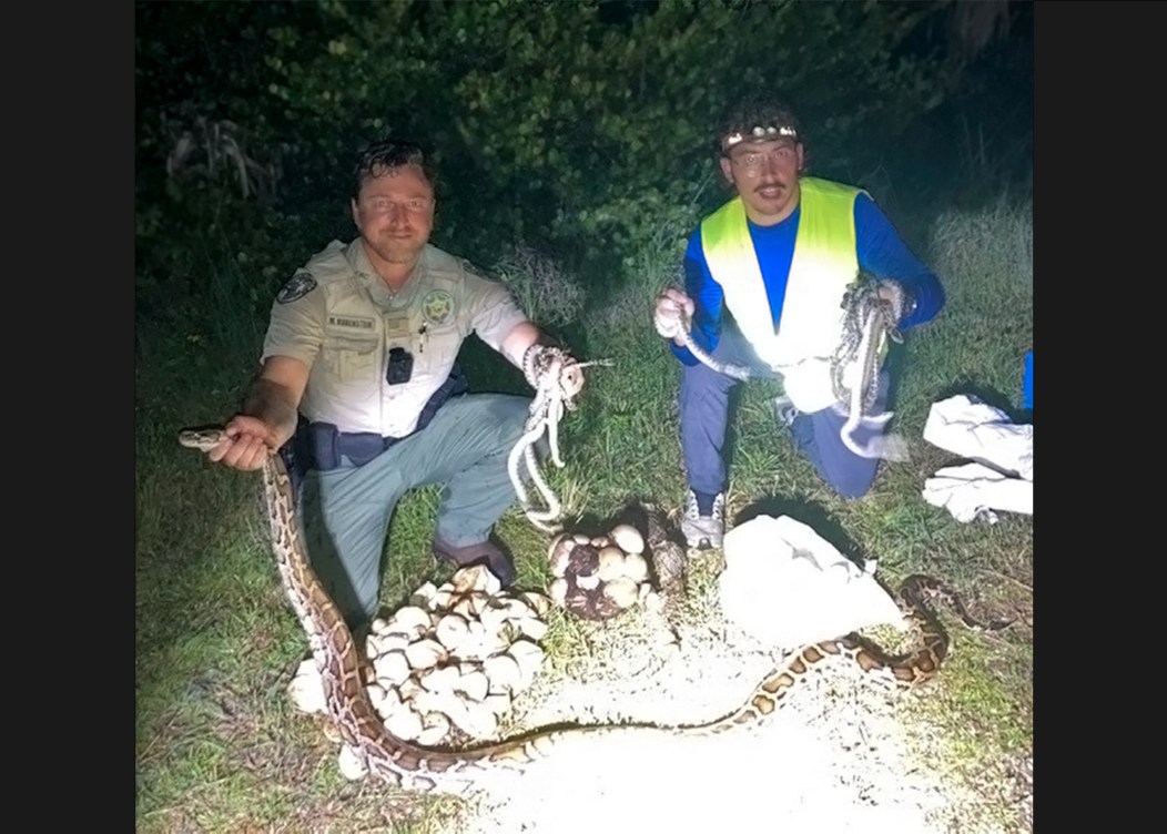 Contractor Discovers Record Nest of 111 Python Eggs | Outdoor Life