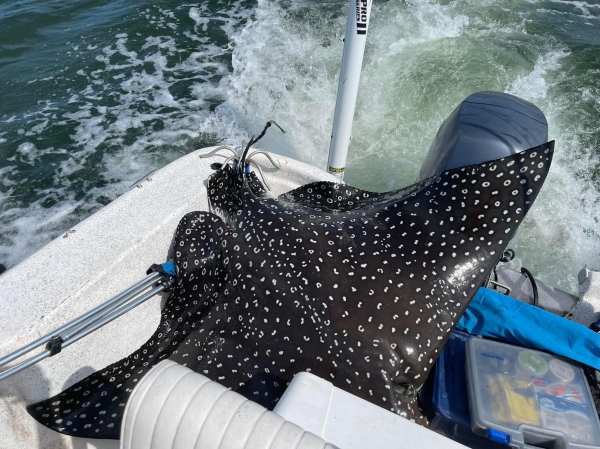 Giant Spotted Eagle Ray Jumps Into a Boat, Injures Woman During Alabama Fishing Tournament