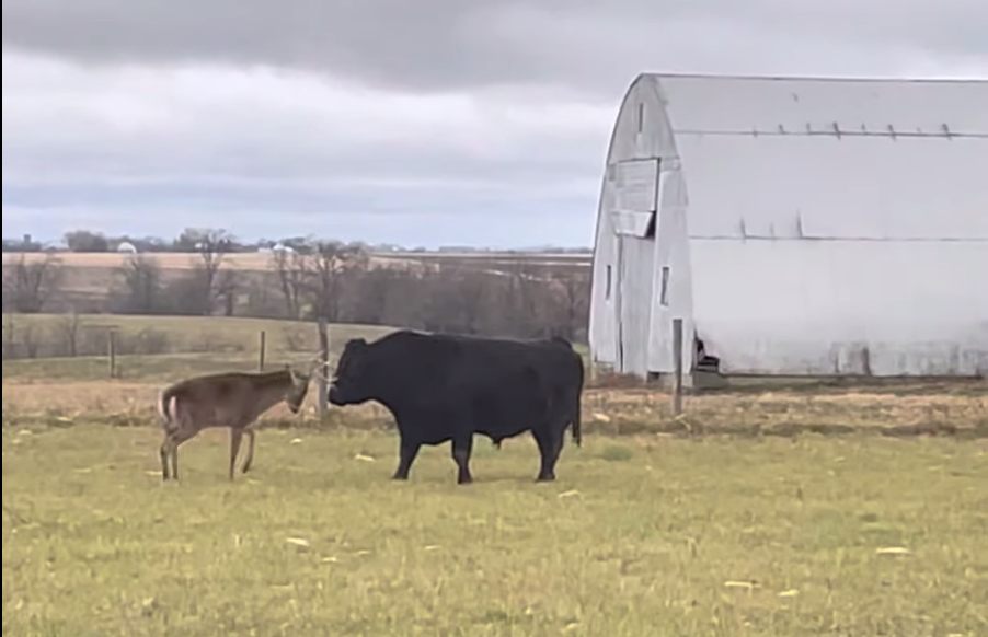 Whitetail buck vs bull.