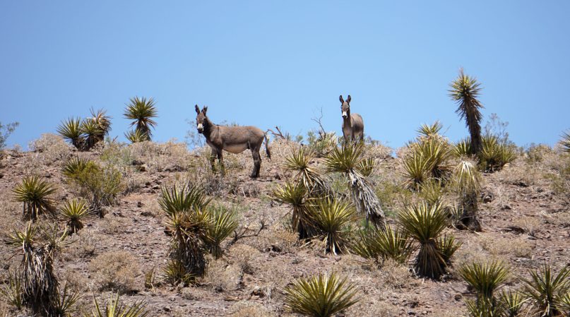 Inmates Are Growing Sagebrush in Western Prisons for Wildlife Conservation