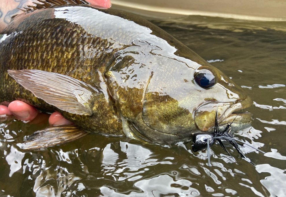 Why Smallmouth Bass Are One of the Most Problematic Fish in the Country