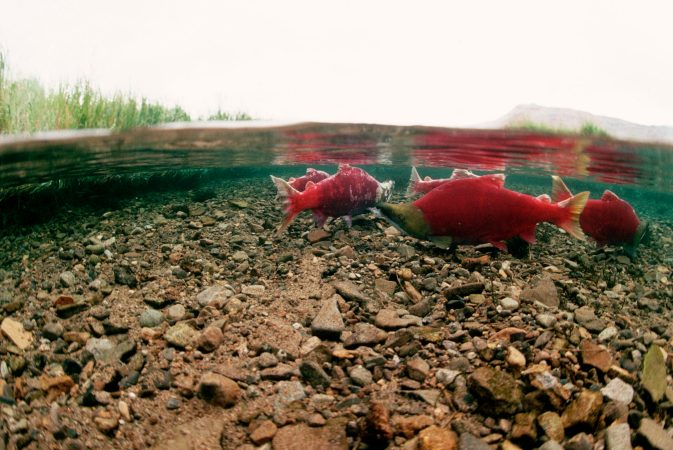 This Year's Record-Breaking Salmon Run in Alaska's Bristol Bay Proves Why Pebble Mine Is Such a Terrible Idea