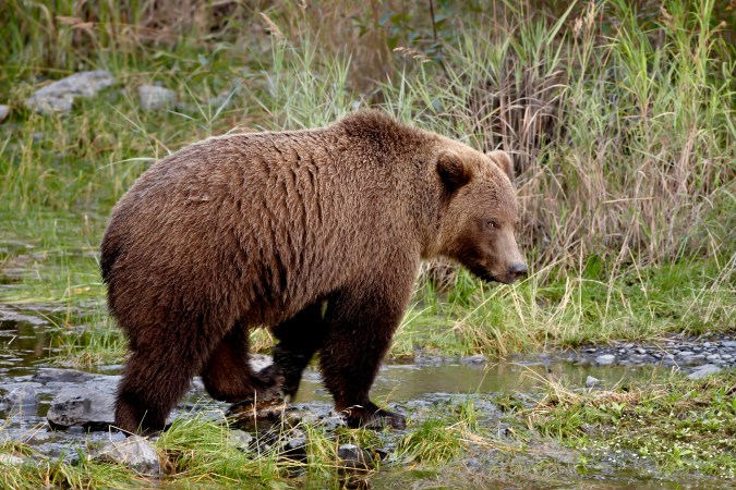 Alaska Aims to Regain Wildlife Management Authority from Feds on Kenai National Refuge