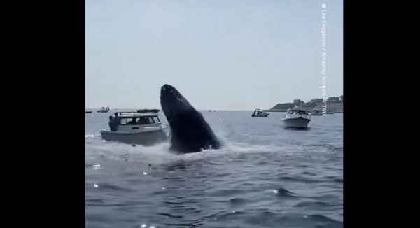Watch: Breaching Humpback Whale Smashes Fishing Boat