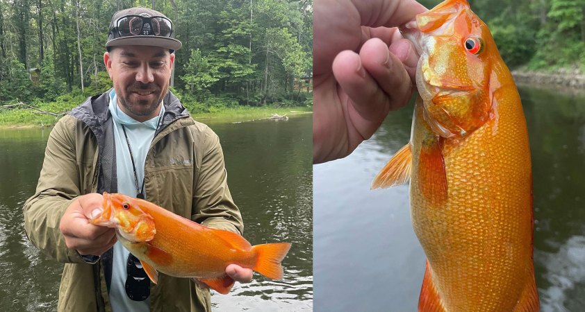 Ultra-Rare Orange Smallmouth Bass Caught in Michigan