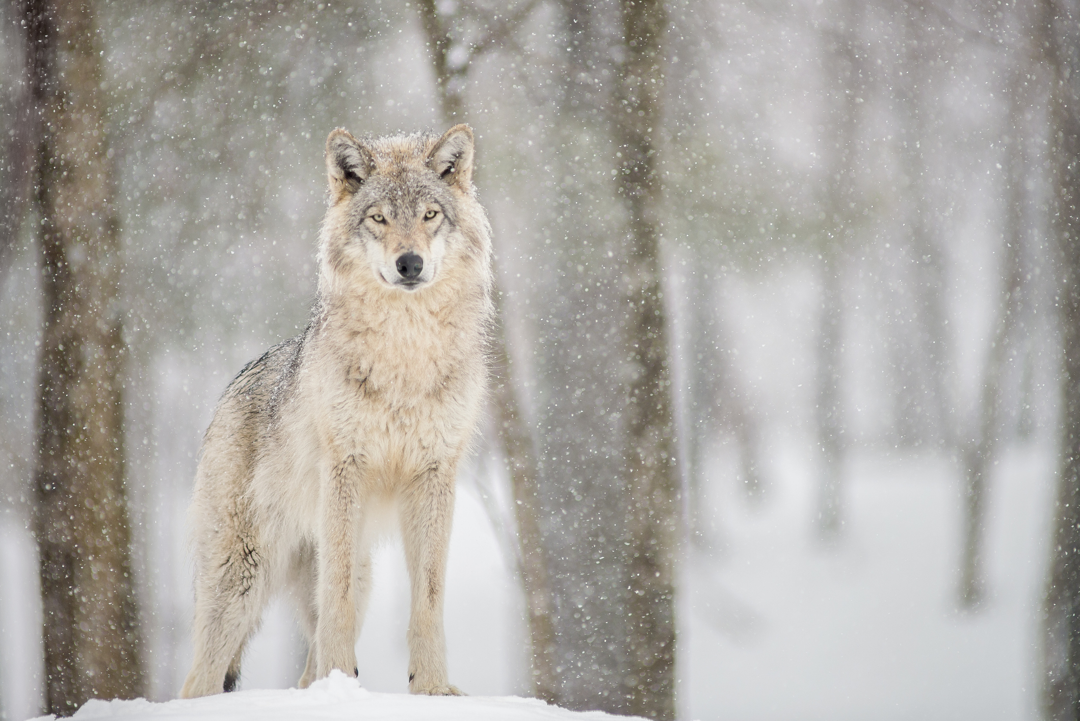 Wolf in the snow.