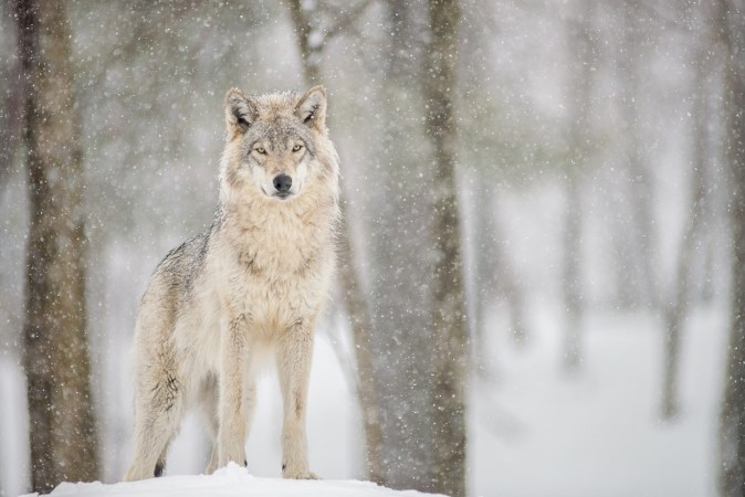 DNA Test Confirms Wolf Was Killed in Upstate New York