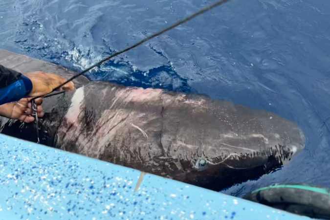 Rare Arctic Shark Found in Caribbean Waters