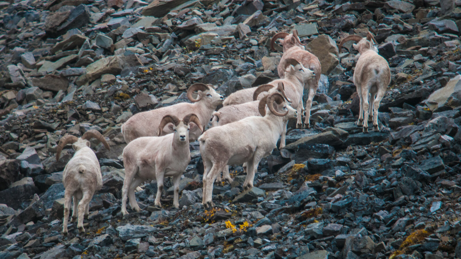 Dall sheep in Gates of the Arctic NP