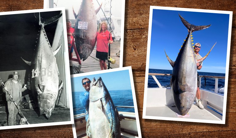 A photo collection of tuna.