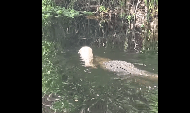 Watch: Alligator Swims Away With Giant Dead Python