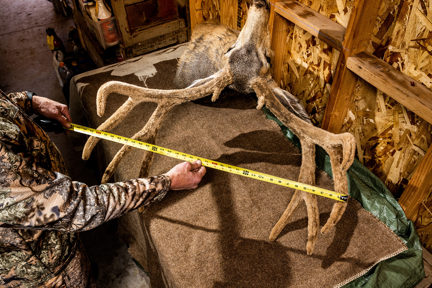 Measuring mule deer antlers